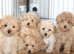 Holistic Toy Poodle Puppies