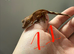Patternless / Buckskin or low-expression Bi-color Crested Gecko