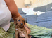 *5 star miniature labradoodle puppies!