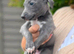 Whippet x Italian Greyhound