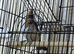 Red - crested  Cardinal  for sale 2026