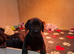 Black Great Dane puppies