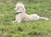 Lovely standard poodle available due to no fault of hers