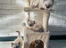 6 Ragdoll kittens