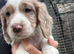 Cocker Spaniel Puppies