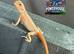 Bearded Dragons for sale