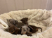 Miniature dachshund puppies