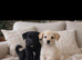 1 adorable lovely labrador