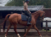 Diamond Fallon - Quality ISH Mare