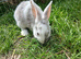 Plush lop and plush lop cross babies