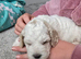 Beautiful girl sheepadoodles