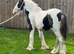 Black and white colt