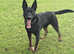 German shepherd X Dutch herder.  Stud