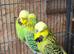 Exposition Budgies