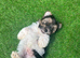 Biewer Terrier puppy