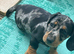 Beautiful Dapple Dachshunds
