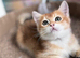 BEAUTIFUL SCOTTISH FOLD/STRAIGHT BOYS