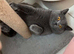 british blue kittens