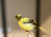 Variegated fife buff hen (2026)
