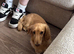 Cream long haired miniature dachshund male