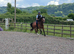 Toto super Welsh cob gelding allrounder
