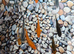 Young koi