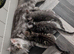 Maine coon mix