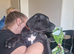 Puppies cane corso cross