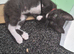 3 x brees kitten