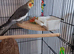 Stunning adult male normal grey 2.5yrs old. Wrexham