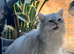 Beautiful persian cat for sale