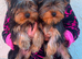 Yorkshire terriers