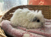 Texel boy guinea pigs