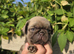 Final Choco Boy Green Eyes From Royal Blue Litter
