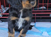 Black and Tan Cocker Spaniel