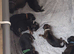 Beautiful KC registered German Shepherd puppies