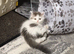 Adorable Scottish Fold and Straight kittens