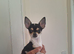 4 months chihuahua girl