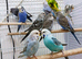 Young Baby Budgies now available for rehoming