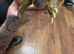Extra large Hermann tortoise