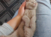 Chocolate and lilac british shorthair kittens