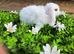 Gorgeous pure Mini lops