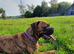 Boxer dog 22 months old