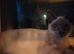 Kittens for sale
