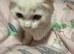 Ragdoll x raggie bsh pure white stunning laid back girl Ready now