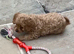 Beautiful cavapoos