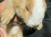 2x continental giant x French lop