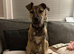 Staff cross terrier