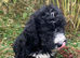 F1 STANDARD BLACK AND WHITE BERNADOODLE GIRLS