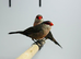 Common wax bill finch